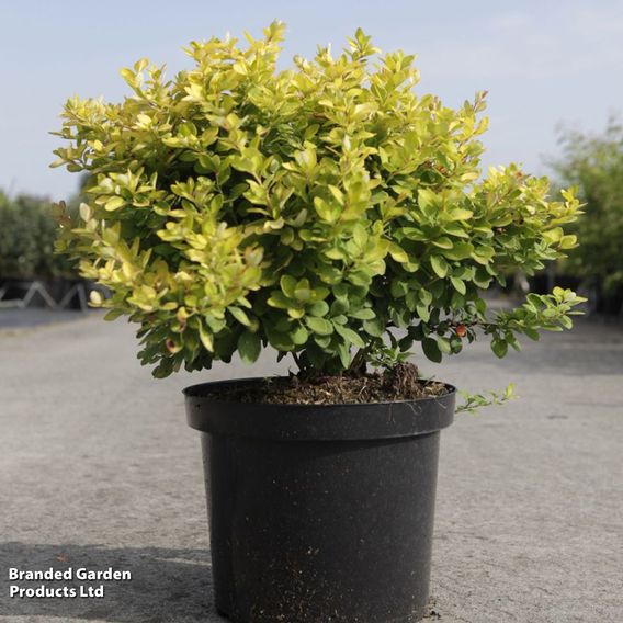 Berberis thunbergii 'Limoncello'
