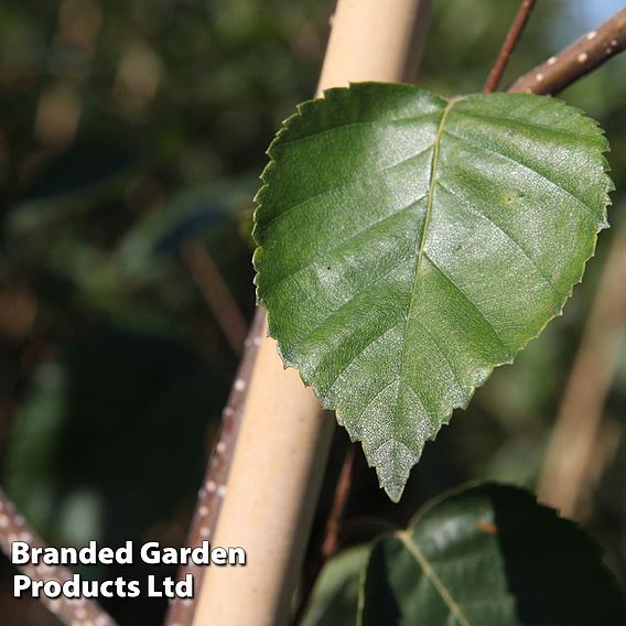 Betula utilis 'Jacquemontii'