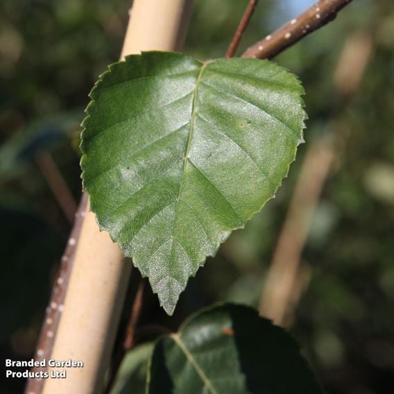 Betula utilis 'Jacquemontii' (Mature Tree)