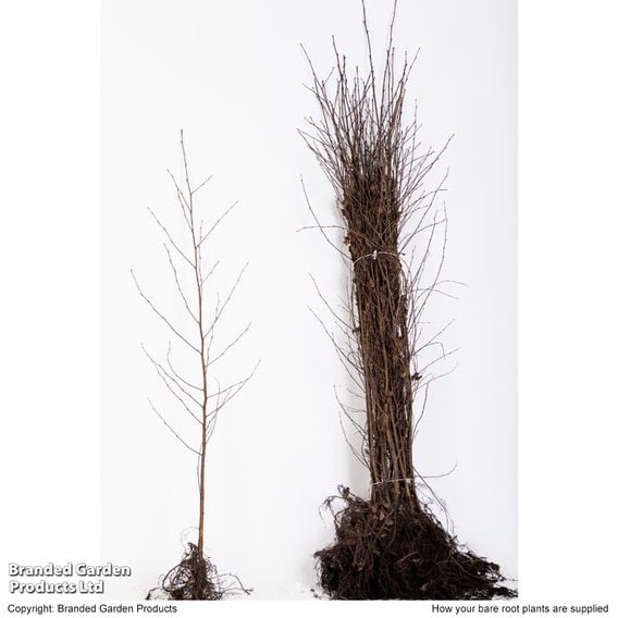 Silver Birch (Hedging)