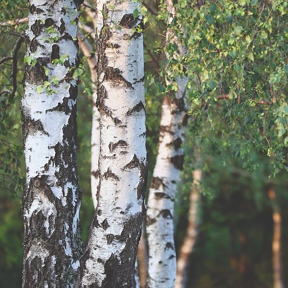 Silver Birch (Hedging)