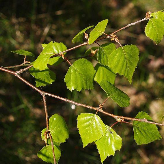 Silver Birch (Hedging)