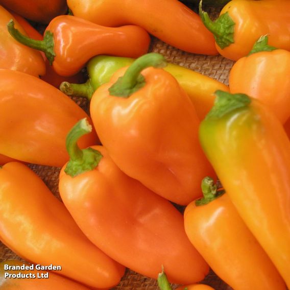 Sweet Pepper 'Hamik' - Seeds