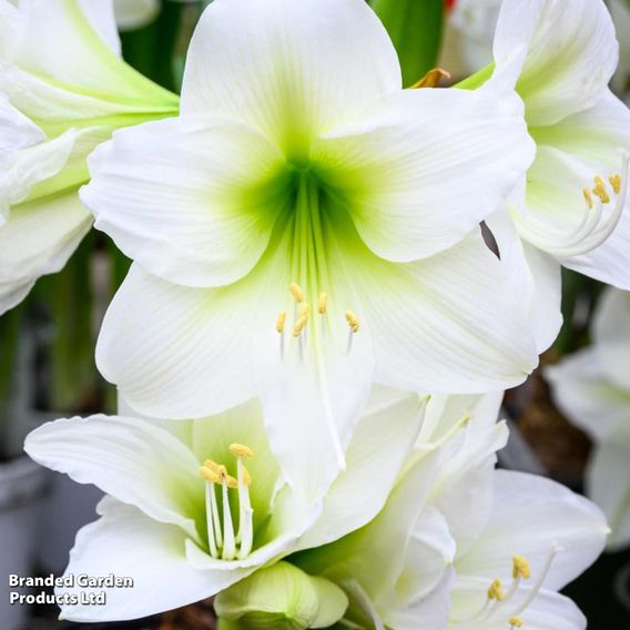 Amaryllis 'Mont Blanc'