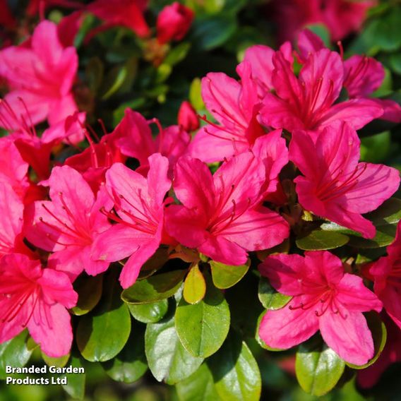 Azalea japonica 'Dark Pink'