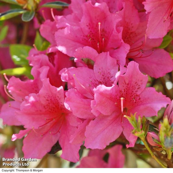 Azalea japonica 'Pink'