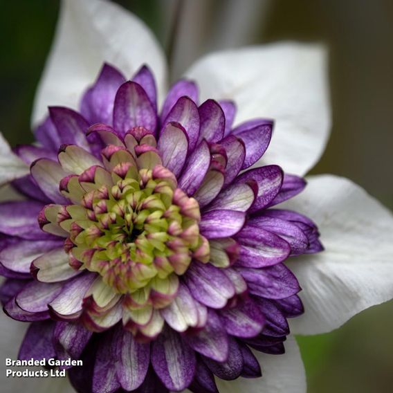 Clematis Viennetta™ evipo006