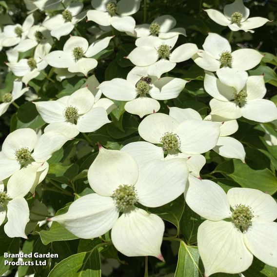 Cornus kousa var. chinensis 'Wieting's Select'