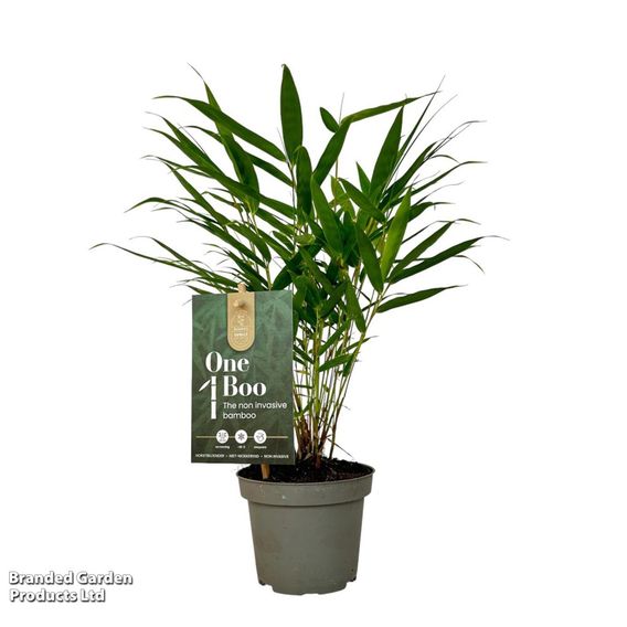 Fargesia robusta 'Pingwu'