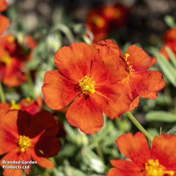 Helianthemum Henfield Brilliant