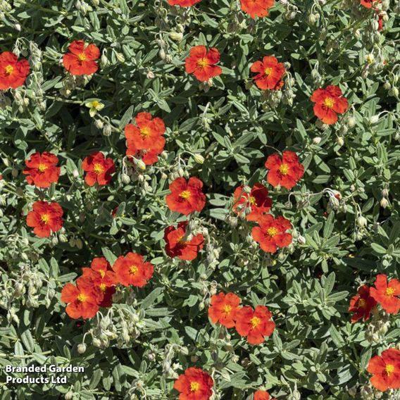Helianthemum Henfield Brilliant