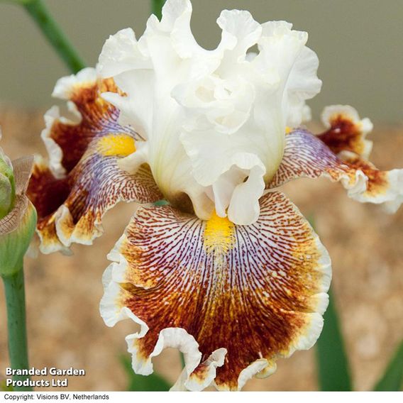 Iris 'Wonders Never Cease'