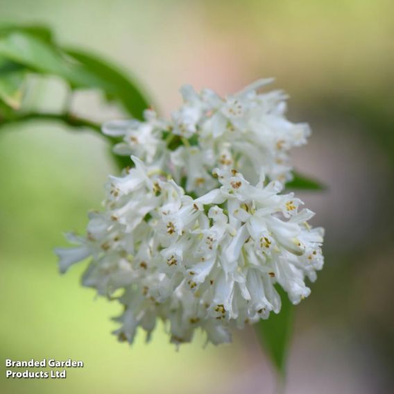 Staphylea colchica