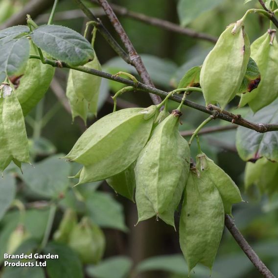 Staphylea colchica