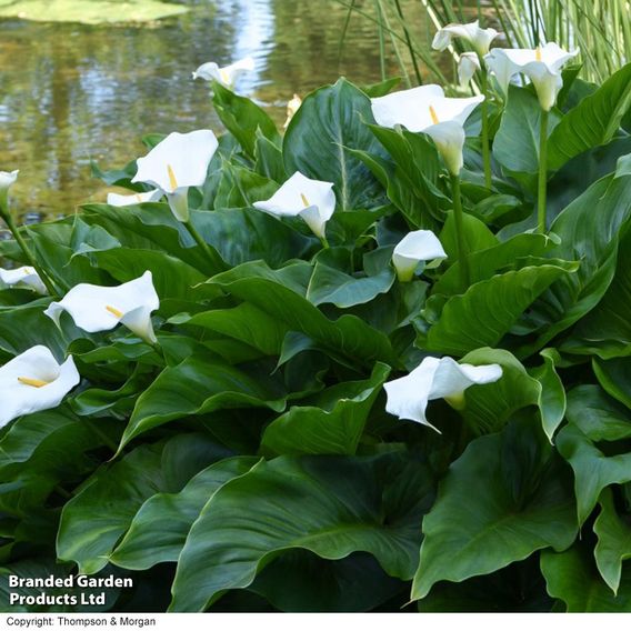 Zantedeschia aethiopica (Marginal Aquatic)