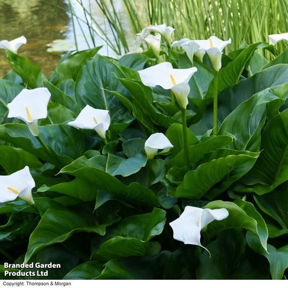 Zantedeschia aethiopica (Marginal Aquatic)