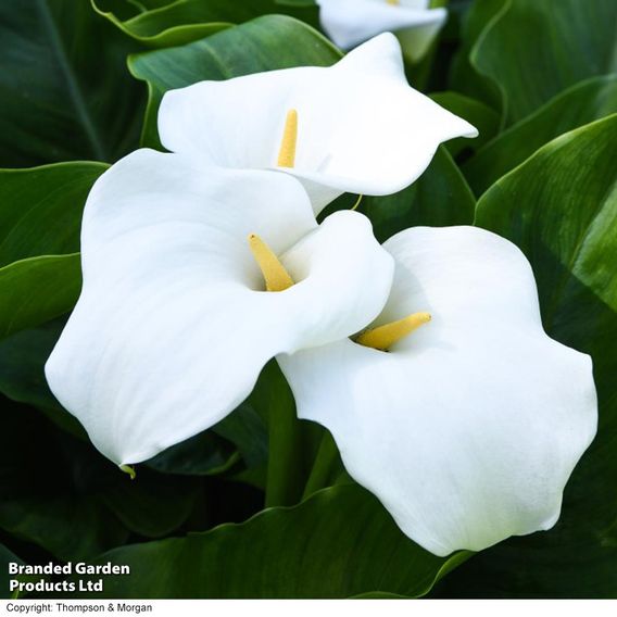 Zantedeschia aethiopica (Marginal Aquatic)