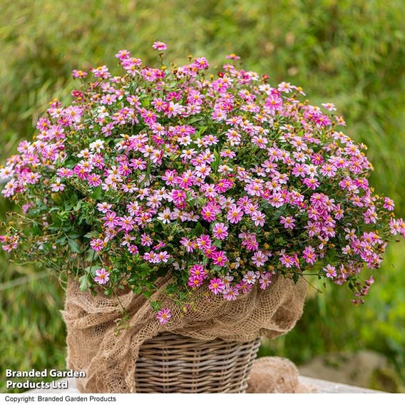 Bidens ferulifolia 'Pink Princess'