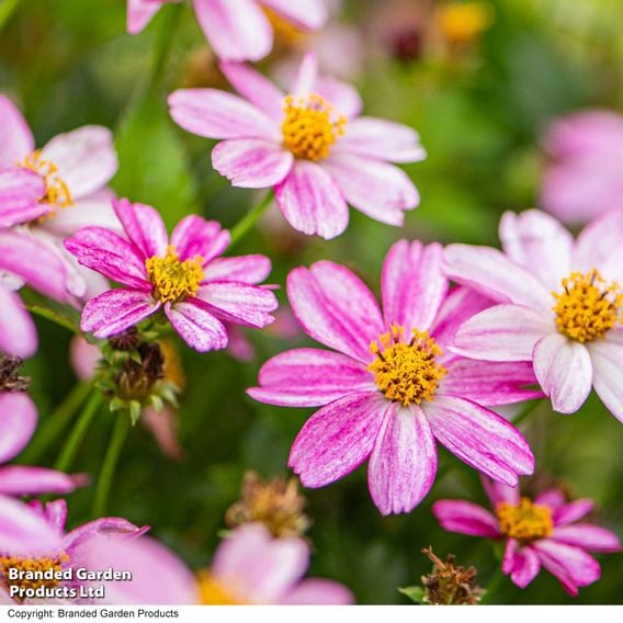 Bidens ferulifolia 'Pink Princess'