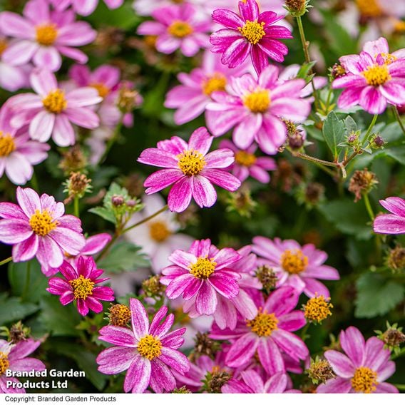 Bidens ferulifolia 'Pink Princess'