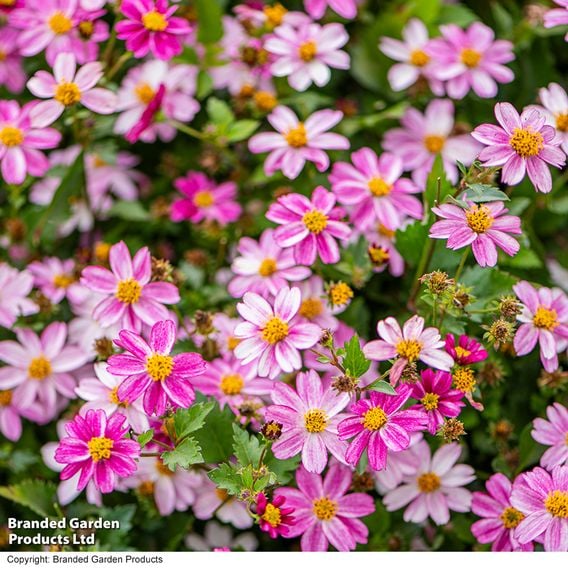 Bidens ferulifolia 'Pink Princess'