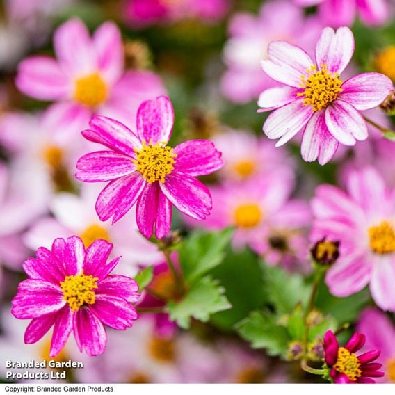 Bidens ferulifolia 'Pink Princess'