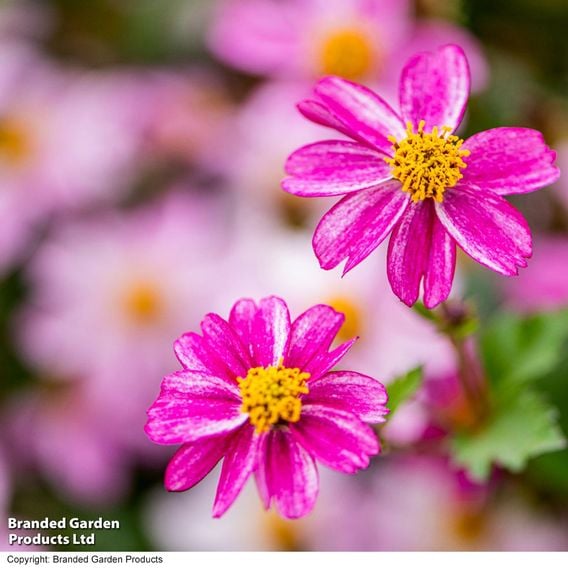 Bidens ferulifolia 'Pink Princess'