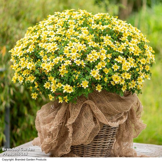 Bidens ferulifolia 'Taka Tuka White & Yellow'