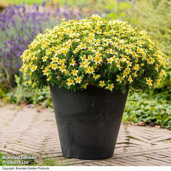 Bidens ferulifolia 'Taka Tuka White & Yellow'