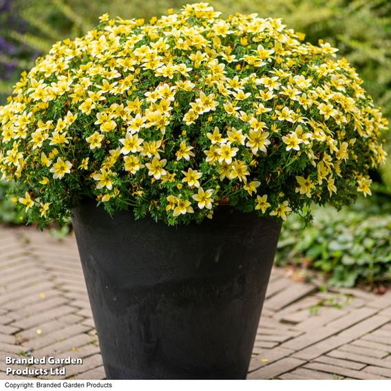 Bidens ferulifolia 'Taka Tuka White & Yellow'