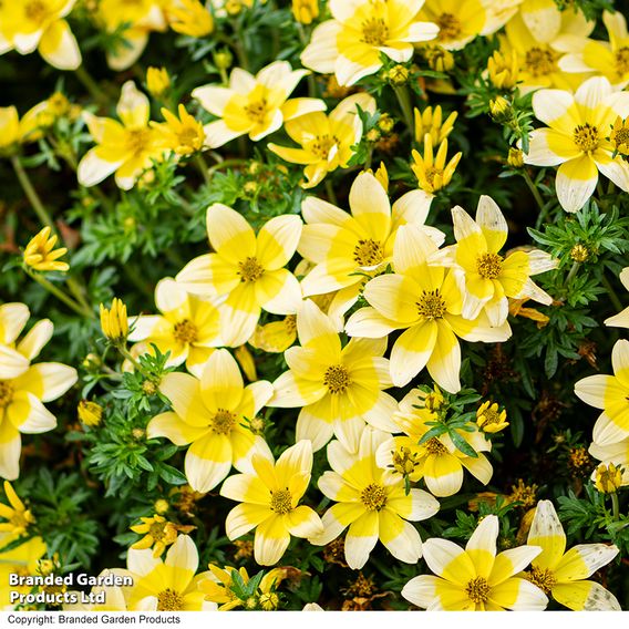 Bidens ferulifolia 'Taka Tuka White & Yellow'