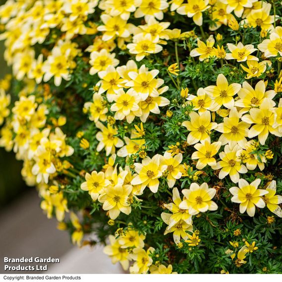 Bidens ferulifolia 'Taka Tuka White & Yellow'
