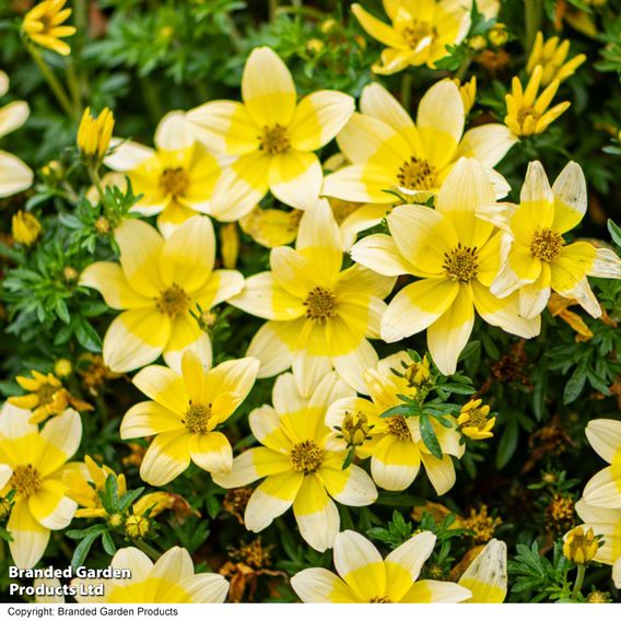 Bidens ferulifolia 'Taka Tuka White & Yellow'