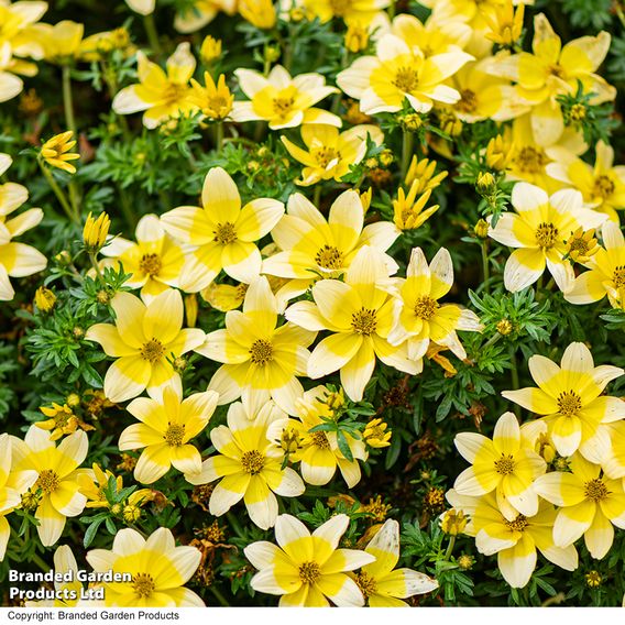 Bidens ferulifolia 'Taka Tuka White & Yellow'