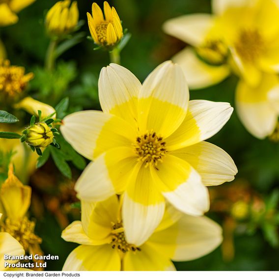 Bidens ferulifolia 'Taka Tuka White & Yellow'