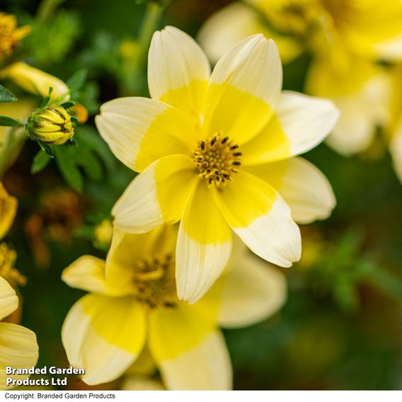 Bidens ferulifolia 'Taka Tuka White & Yellow'