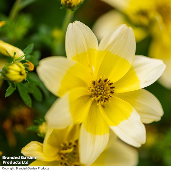 Bidens ferulifolia 'Taka Tuka White & Yellow'
