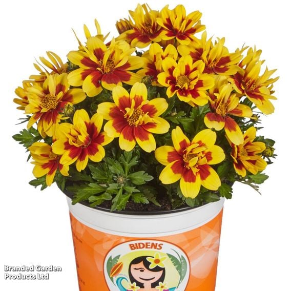 Bidens ferulifolia 'Taka Tuka Double Yellow Red Centre'