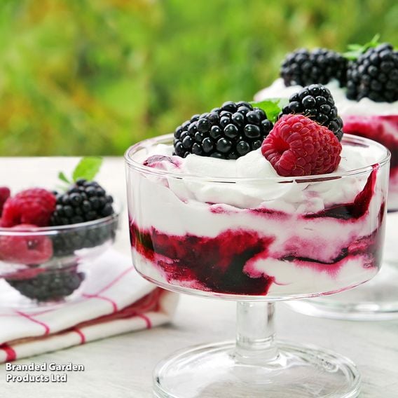 Blackberry Growers Choice