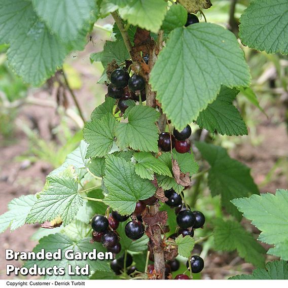 Blackcurrant (Ribes) Ben Connan