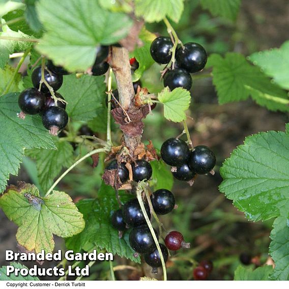 Blackcurrant (Ribes) Ben Connan