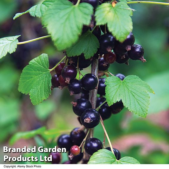 Blackcurrant (Ribes) Ben Connan