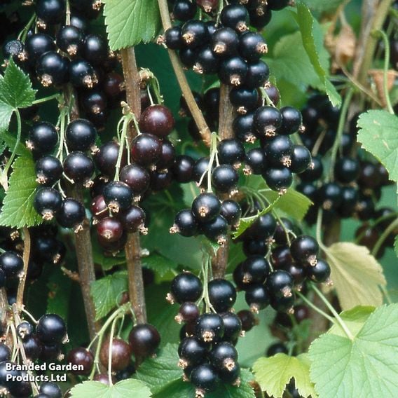 Blackcurrant 'Ben Sarek'