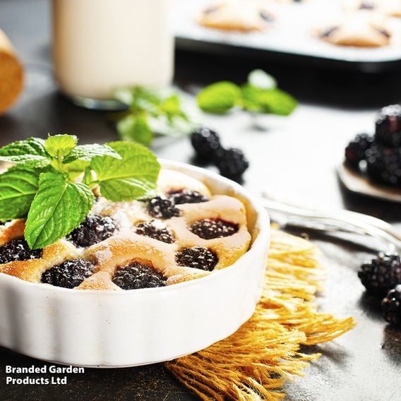 Blackberry Growers Choice