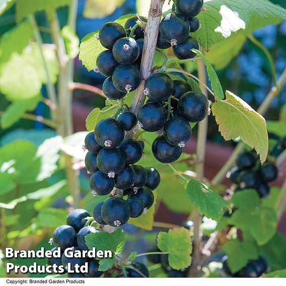 Blackcurrant (Ribes) Big Ben