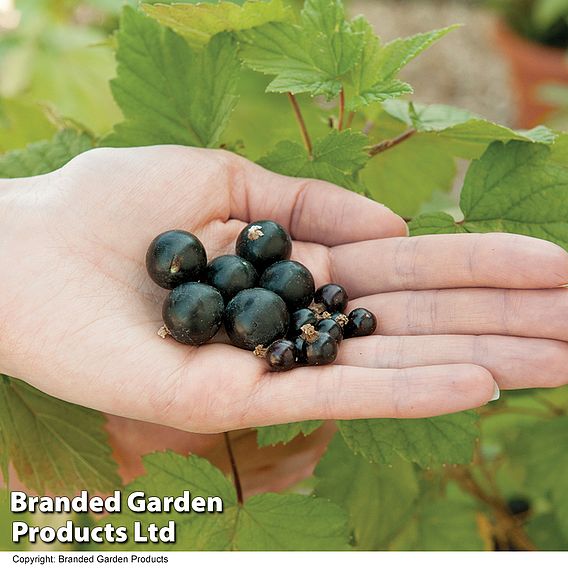 Blackcurrant 'Big Ben'