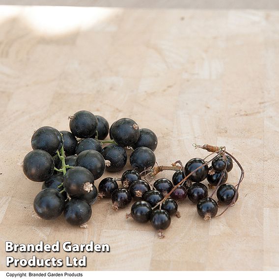 Blackcurrant (Ribes) Big Ben