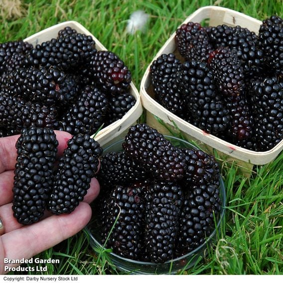 Blackberry Growers Choice