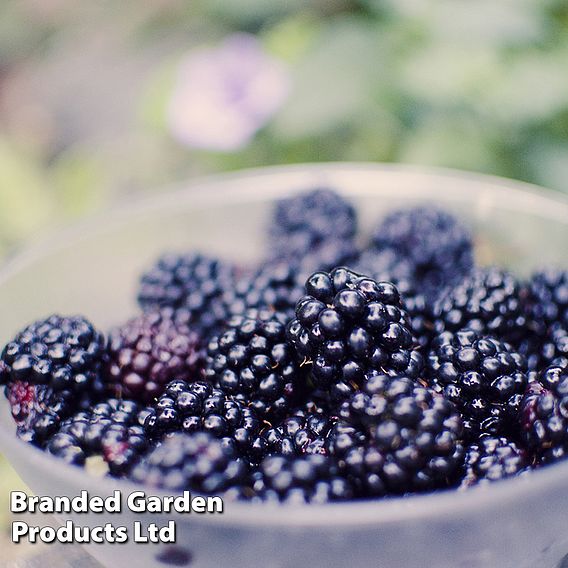 Blackberry 'Black Cascade'