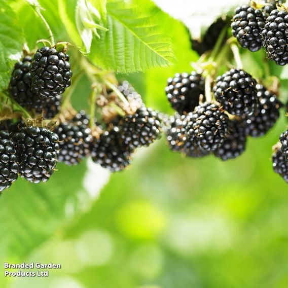 Blackberry Growers Choice